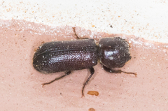 Apatides fortis