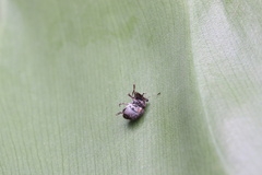 Exechesops leucopis