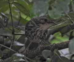Pellorneum ruficeps