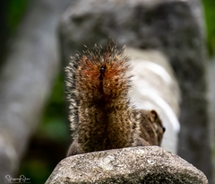 Callosciurus notatus