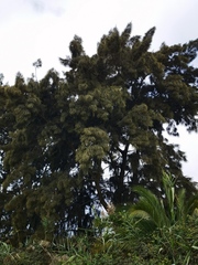 Cupressus macrocarpa