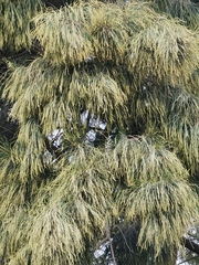 Cupressus macrocarpa