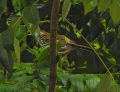 Pellorneum ruficeps