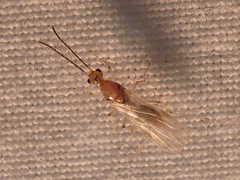 Brachyponera chinensis