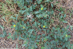 Tribulus terrestris