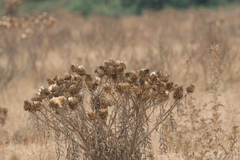 Cynara cardunculus