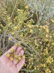 Leucadendron stellare