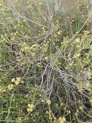 Leucadendron stellare