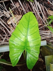 Aroideae