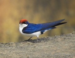 Hirundo smithii
