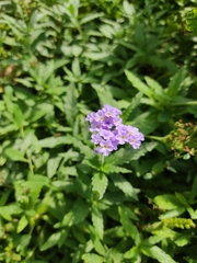 Heliotropium amplexicaule