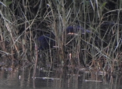 Ixobrychus flavicollis