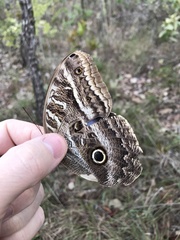 Caligo illioneus