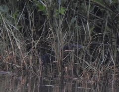 Ixobrychus flavicollis