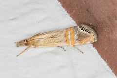 Euchromius californicalis