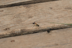 Sceliphron madraspatanum