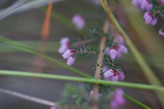 Ephebus