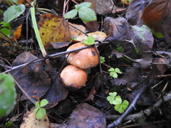 Leucocortinarius bulbiger