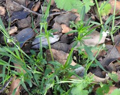 Viola kitaibeliana