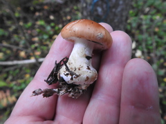 Leucocortinarius bulbiger