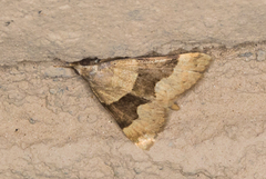 Hemeroplanis incusalis