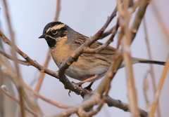 Prunella atrogularis