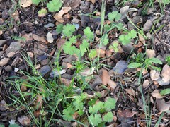 Geranium rotundifolium