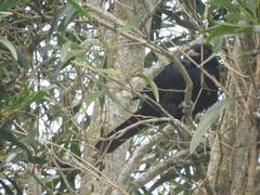 Eudynamys orientalis