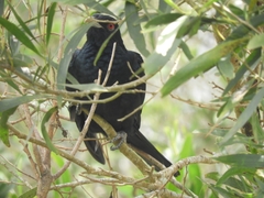 Eudynamys orientalis