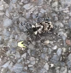 Dryoctenes scrupulosus