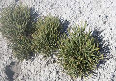 Salicornia rubra