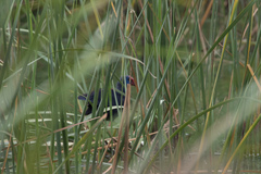 Porphyrio porphyrio
