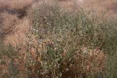 Cyclachaena xanthiifolia