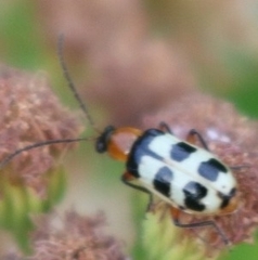Paranapiacaba tricincta