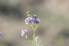 Medicago sativa