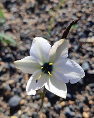 Aristea cantharophila