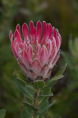 Protea compacta