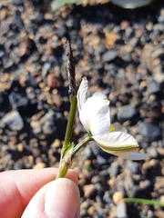Aristea cantharophila