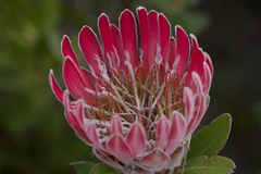 Protea compacta