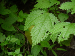 Girardinia diversifolia