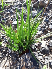 Aristea cantharophila