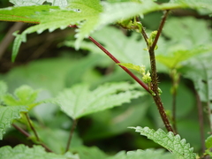 Girardinia diversifolia