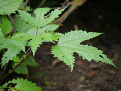 Girardinia diversifolia