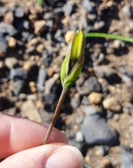 Aristea cantharophila