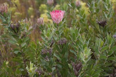 Protea compacta