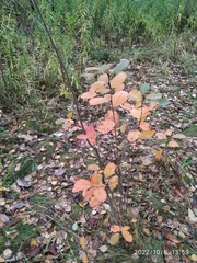 Aronia mitschurinii