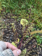 Perilla