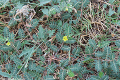 Tribulus terrestris