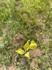 Moraea bellendenii