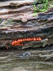 Hemitrichia decipiens